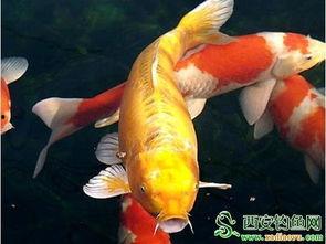 我的系统是反向锦鲤,反向锦鲤的逆袭之路